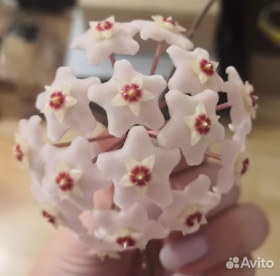 Хойя