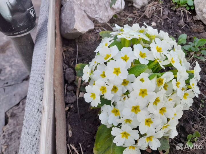 Фото 1 маргаритки фото 2 примула