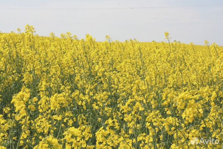 Семена Горчицы Желтой (Сарептской) оптом