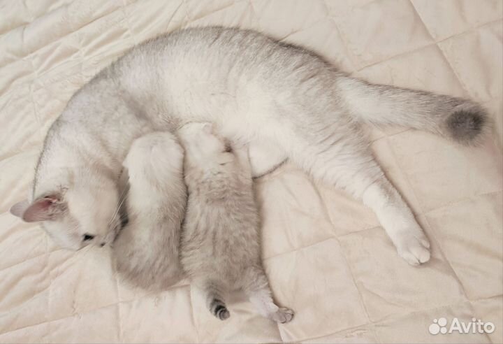 Котята породы шотландская серебристая шиншилла