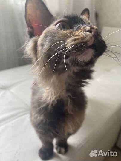 Кошка в дар