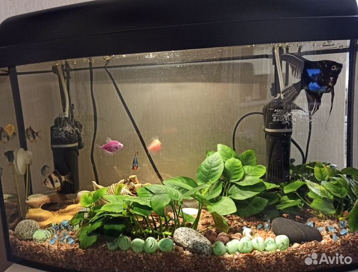 Аквариум
