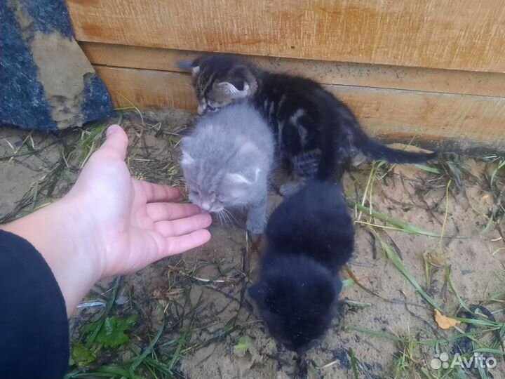 Отдам котят 2 мальчика 3 девочки