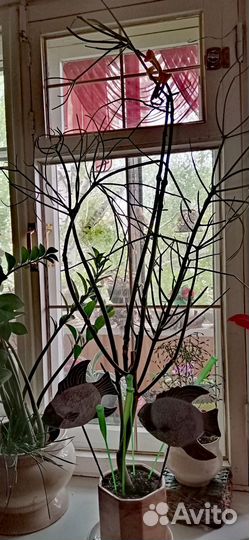 Молочай Тирукалли или карандашное дерево