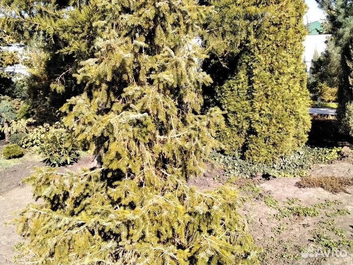 Растение ель