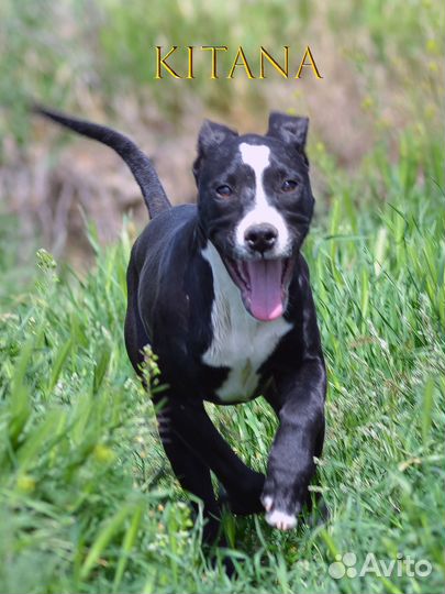 Американский питбультерьер