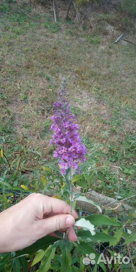 Буддлея Давида