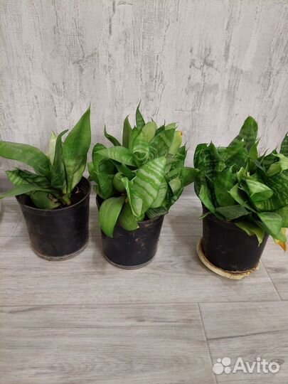 Сансевиерия, фиалка