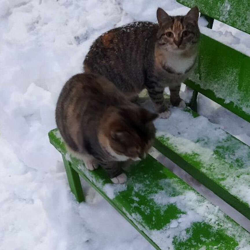 Котята в добрые руки бесплатно