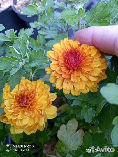 Хризантемы мультифлора