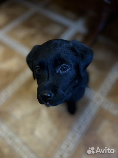 Лабрадор в добрые руки