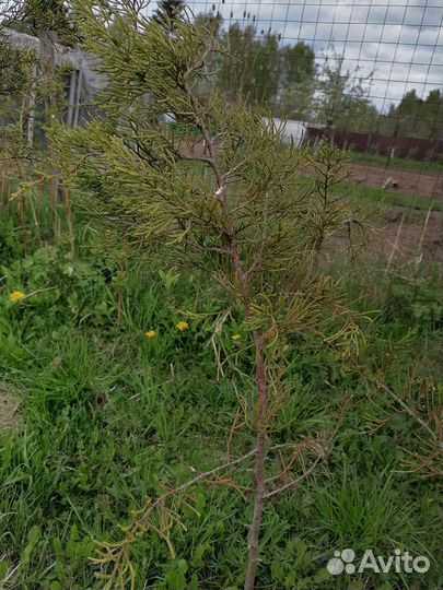 Можжевельник