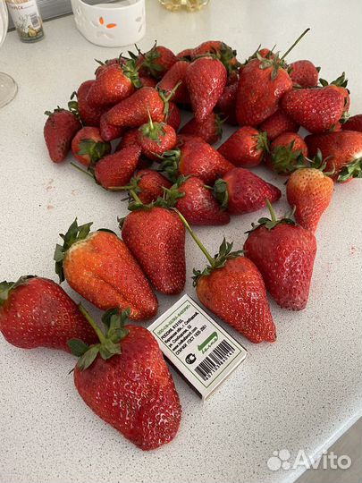 Рассада клубники