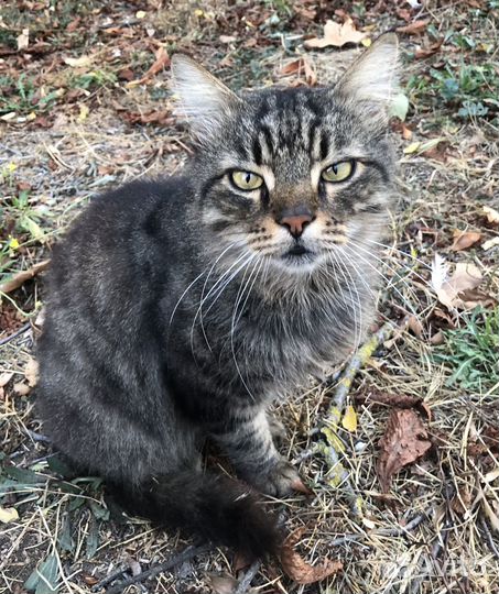Котик в добрые руки