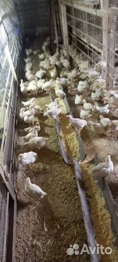 Петухи цыплята