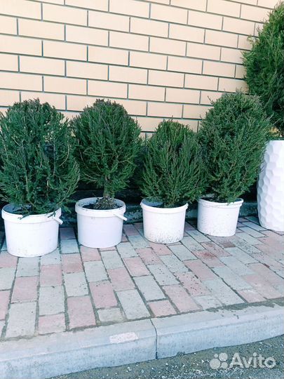 Хвойники, можевельники вертикалные