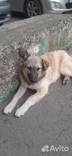 Щенок мальчик