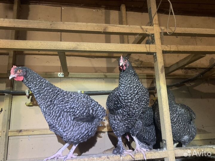 Куры породы мехеленская кукушка (мален )
