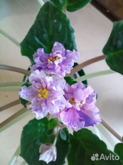 Фиалка лист