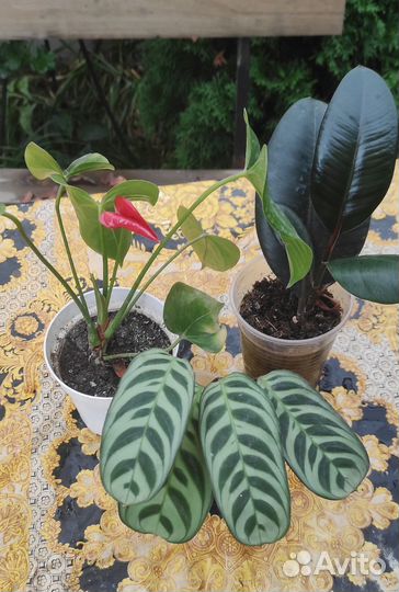 Комнатные растения