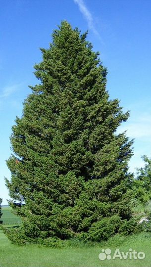 Пихта дугласова Высота от 300см
