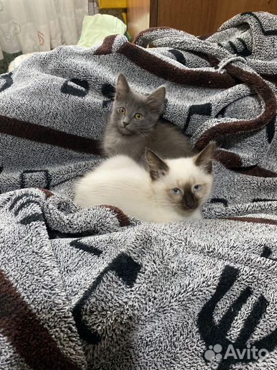 Котята в добрые руки