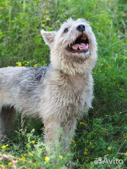 Собака Жужа