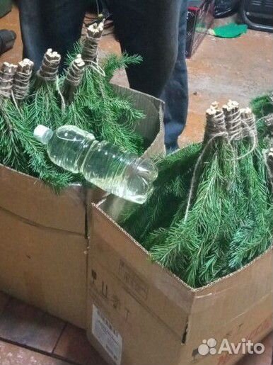 Пихтовое масло - Эфирное масло пихты