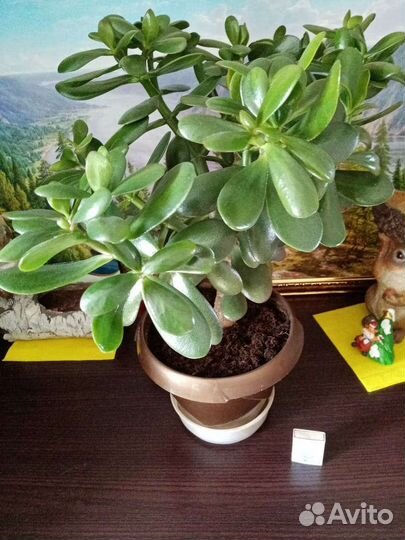 Денежное дерево