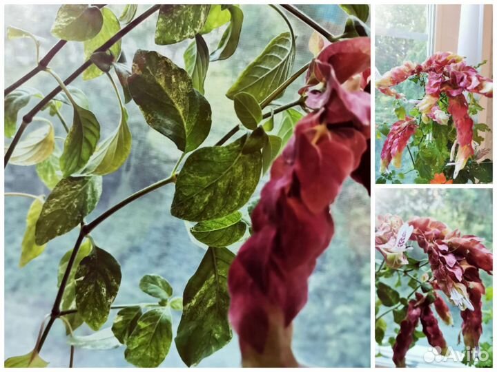 Пеларгония душистая, бегонии, гибискус, белопероне
