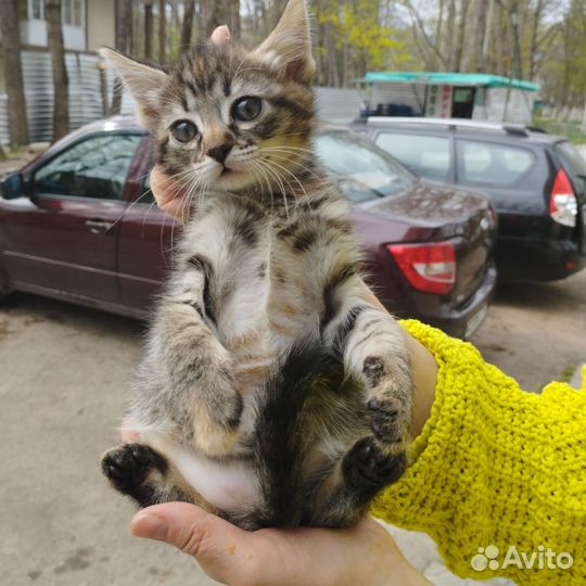 Европейская