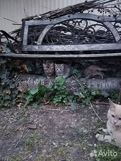 Котята в добрые руки