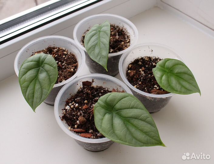 Алоказия Шкура дракона