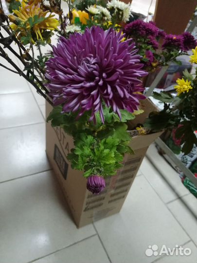 Цветы хризантемы