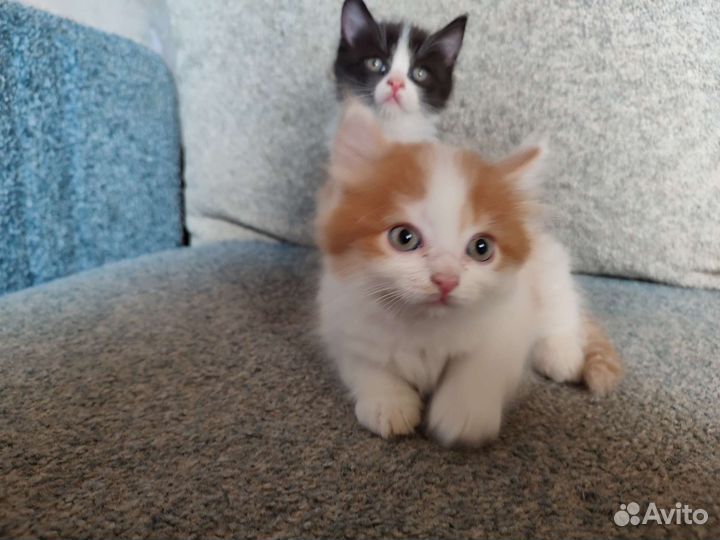 Котята полуперсы