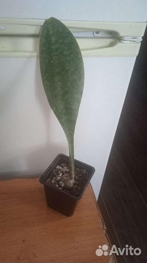 Комнатные экзотические растения