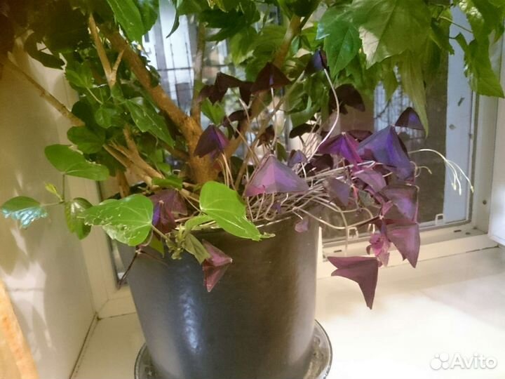 Китайская роза - Куст Гибискус большой