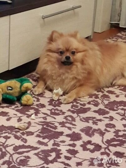 Кобель для вязки шпиц