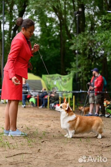 Вязка вельш-корги пемброк