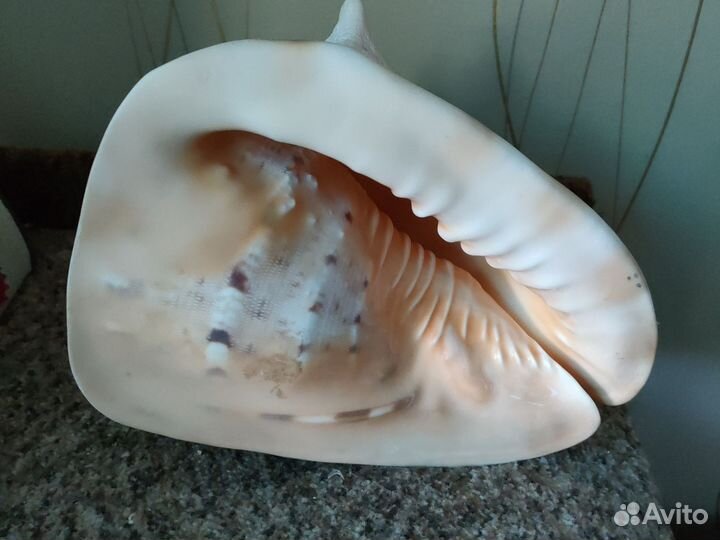 Ракушка морская и рыбки данио глофиш