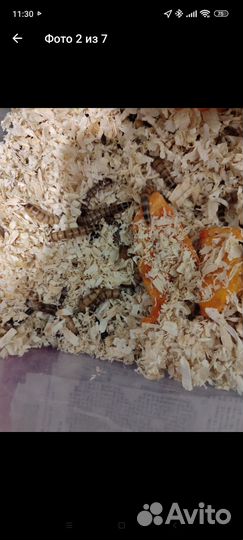 Живой корм для рептилий