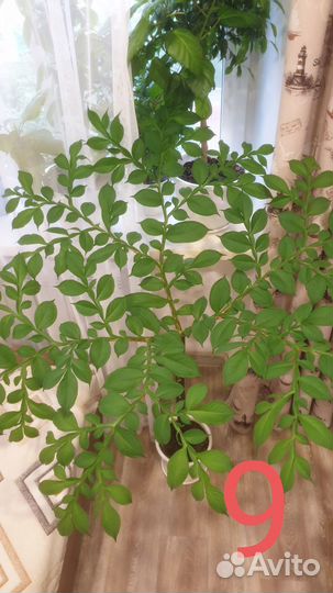 Аморфофаллус