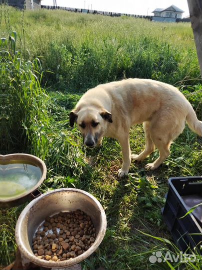 Собаки бесплатно