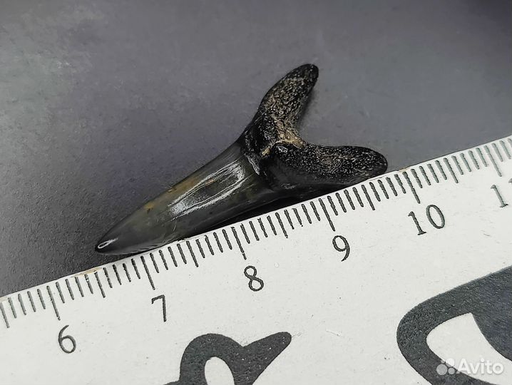 Окаменелый зуб акулы Jaekelotodus. Крупный