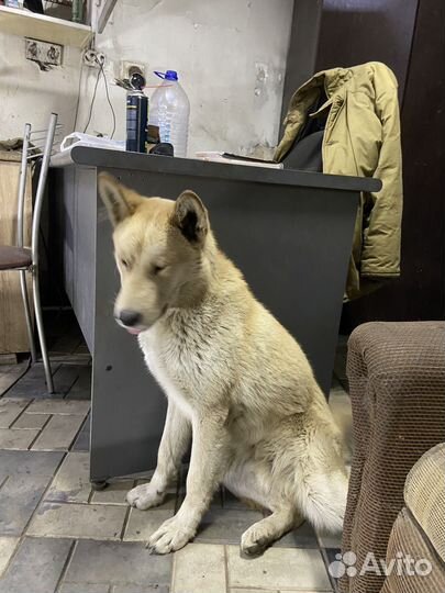 Собака в добрые руки