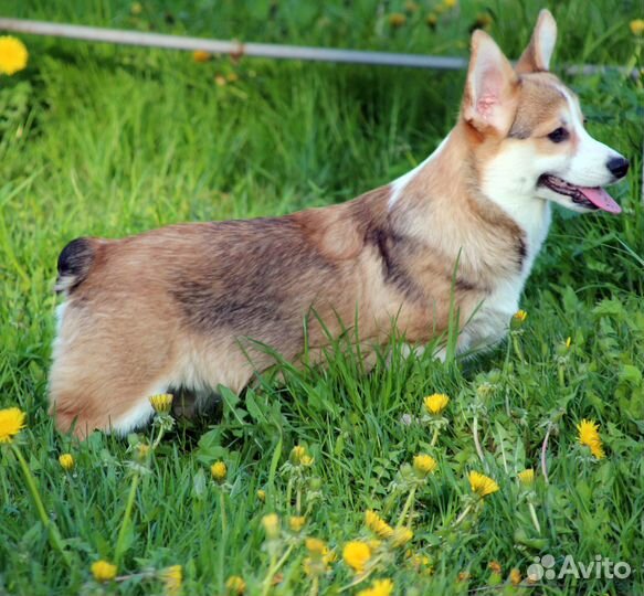 Море любви гарантировано