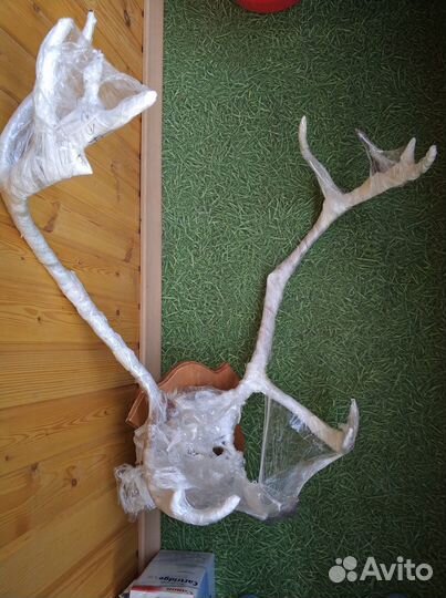 Рога крупного оленя