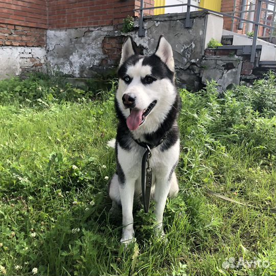 Сибирский хаски, вязка