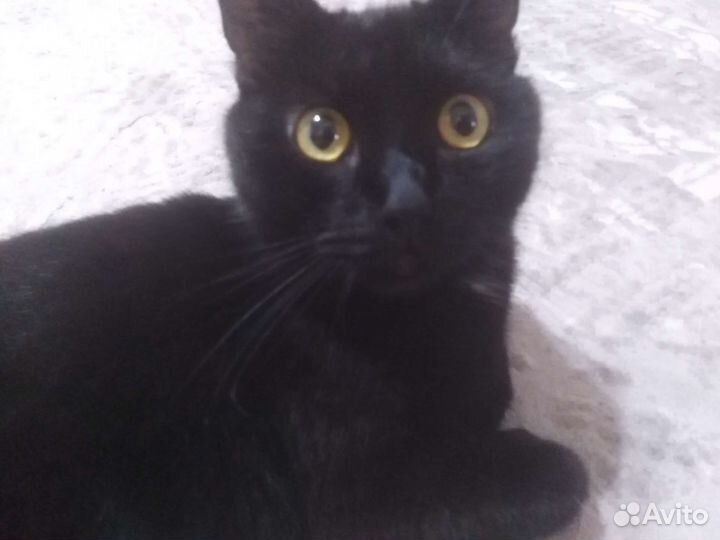 Кот в добрые руки