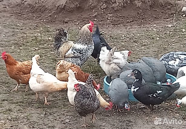 Куриные яйца. п. Кутузовское